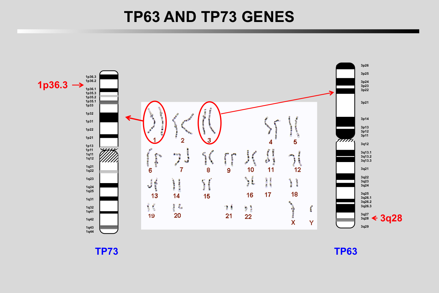 TP53 family 1