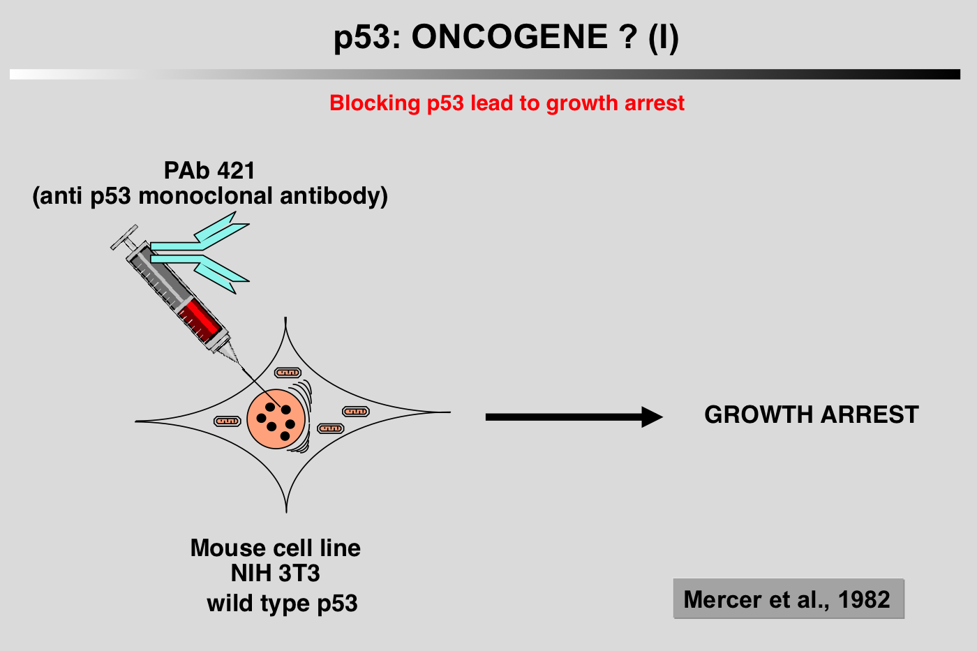 p53 oncogene 1