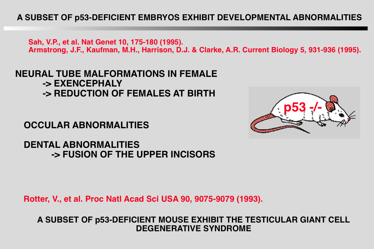 TP53 in Development and Reproduction